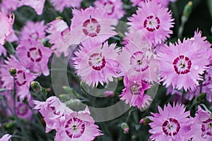 Pink flowers of Dianthus plumerias large pan in summer in the garden