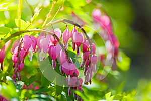Pink flowers of Dicentra