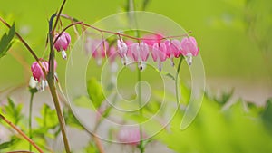 Pink flowers, dicentra known as bleeding-hearts is a genus of eight species of herbaceous plants. Slow motion.