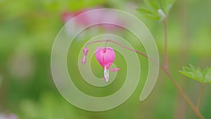 Pink flowers, dicentra known as bleeding-hearts is a genus of eight species of herbaceous plants. Slow motion.