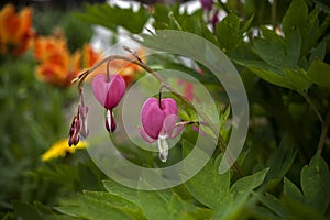 Pink flowers DicÃÂ©ntra `crying heart` with drops of dew, on a branch photo