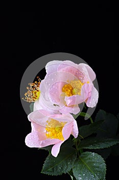 Pink flowers of a dog-rose