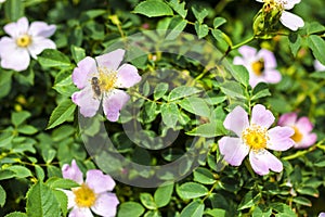 Pink flowers of dog-rose and bee collecting nectar on it