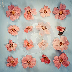 Pink flowers dog-rose on blue background. Flat lay.