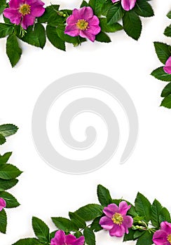 Pink flowers dog-rose  Rosa canina  with green leaves on white background with space for text. Top view, flat lay