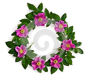 Pink flowers dog-rose  Rosa canina  with green leaves on white background with space for text. Top view, flat lay
