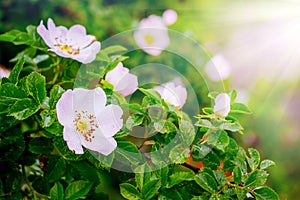 Pink flowers dog-rose under the rays of spring sunshine_