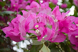 Pink flowers on door wall street, beautiful nature close up bougainvillea flora, garden grass plant environmet view wallpaper