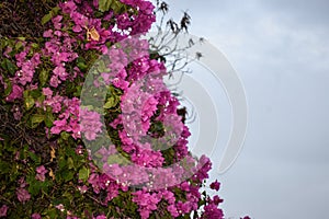 Pink flowers on door wall street, beautiful nature close up bougainvillea flora, garden grass plant environmet view wallpaper