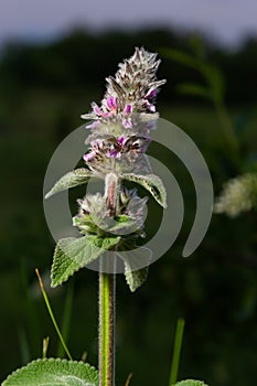 Pink flowers of Downy woundwort. Stachys germanica ssp. Germanica