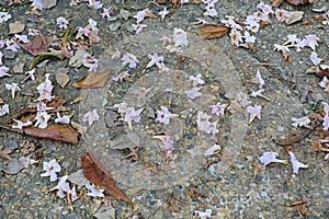 Pink flowers and dry leaf fall on the bricks walkway