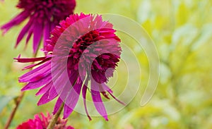 Pink flowers of Echinacea close-up. Nature background. Blooming Echinacea. Herbal plants. Echinacea variety Cranberry Cupcake