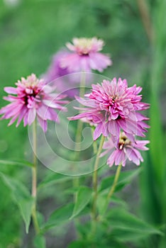 Pink flowers of Echinacea Double Decker in the garden