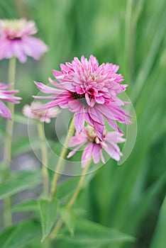 Pink flowers of Echinacea Double Decker in the garden