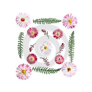 Pink flowers of english daisy  Bellis perennis, marguerite  and green leaves on a white background. Top view, flat lay