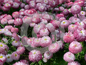Pink flowers, English Daisy, Bellis perennis pomponette, daisy bloom, AKA Bellis Daisies, flowers garden, selective focus, close