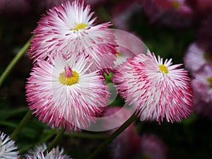 Pink flowers, English Daisy, Bellis perennis pomponette, daisy bloom, AKA Bellis Daisies, flowers garden, selective focus, close