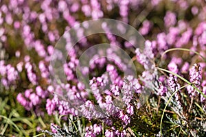 Pink flowers erica carnea background