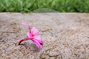 Pink flowers fall on concrete floor