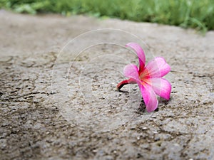 Pink flowers fall on concrete floor