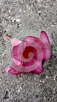 Pink flowers fall on the floor of the house