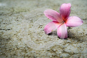 Pink flowers fall onto concrete floor