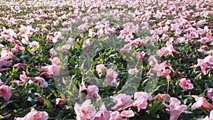 Pink flowers fallen on green grass floor in spring season
