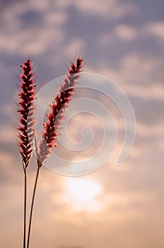 Pink flowers of feather pennisetum or mission grass with dawn sky