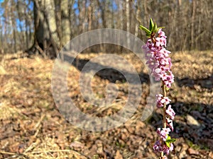 Pink flowers of February daphne, Daphne mezereum in blooming in sunny spring day. Winter bush