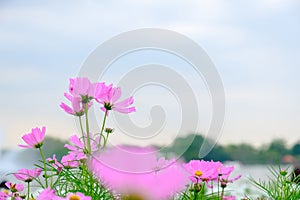 Pink flowers in field