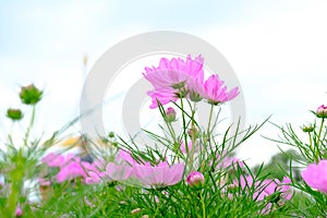 Pink flowers in field