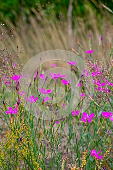 Pink flowers on the field. Dianthus campestris