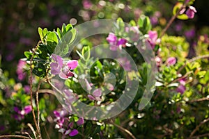 Pink flowers in a field among green grass