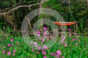 Pink flowers on field and hammock in forest