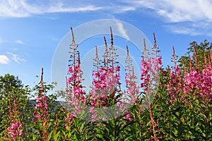 Pink flowers of fireweed Chamaenerion angustifolium, Rosebay willowherb against blue sky