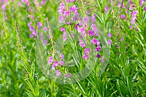 Pink flowers of fireweed & x28;Epilobium or Chamerion angustifolium& x29; in bloom ivan tea