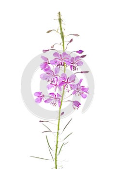 Pink flowers of fireweed isolated on white background. Chamaenerion angustifolium