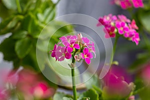 Pink flowers of a flaming Katy - Kalanchoe blossfeldiana