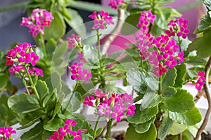 Pink flowers of a flaming Katy - Kalanchoe blossfeldiana