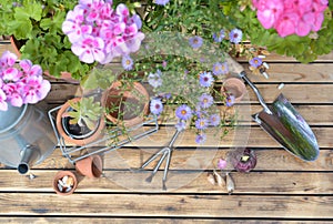 Pink flowers and flower pots with gardening tools  on wooden background