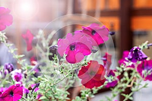 Pink flowers in a flowerbed close up