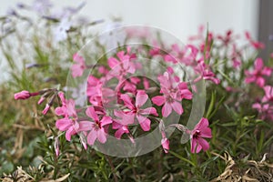 Pink flowers in the flowerpot