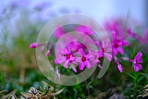 Pink flowers in the flowerpot