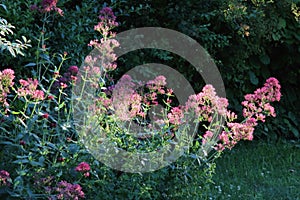 Pink Flowers of a Forest Bush