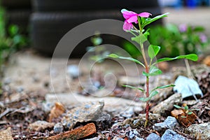 Pink flowers are formed from the fissures of rocks.