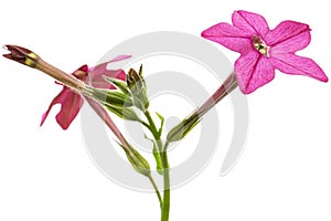 Pink flowers of fragrant tobaccoo, lat. Nicotiana sanderae, isolated on white background photo