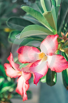 Pink flowers, frangipani flowers and green leaves