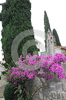 Pink flowers in front of a church