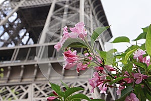 Pink Flowers in front of the Eiffel Tower