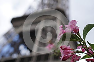 Pink flowers in front of The Eiffel Tower